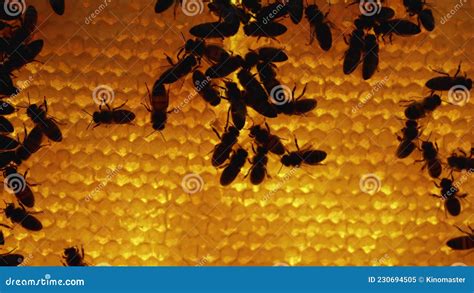 Silhouette Of Bees Inside The Beehive Honeycomb Close Up Honey Bee