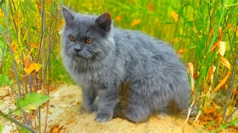 Grey Persian Cat Breed: Info, Pictures, Care & More - Catster