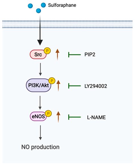 Molecules Free Full Text Sulforaphane Regulates Enos Activation And No Production Via Src