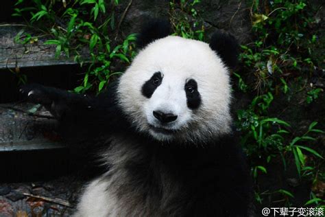 Giant Panda Xing Er (Star2) “星二” at Chengdu Research Base of Giant ...