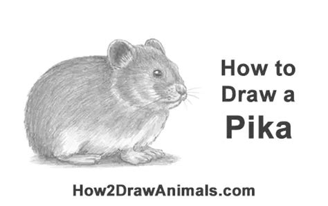 How To Draw A Pika Video And Step By Step Pictures