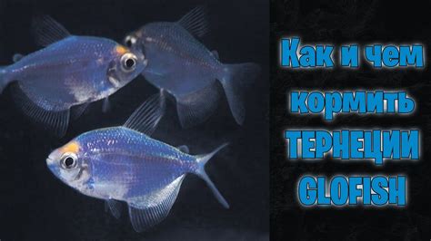 Как и чем кормить ТЕРНЕЦИИ GLOFISH - аквариумистика - YouTube