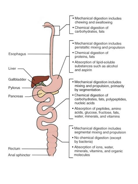 Digestive System Diagram | PDF