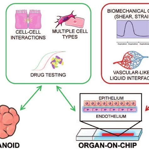 In Vitro Models Of Lung Pathology Both Organoids And Lungs On Chip