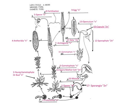 Ppt Allomyces Life Cycle Powerpoint Presentation Free Download Id