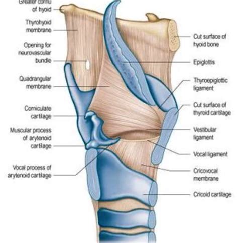 Head And Neck Anatomy Larynx