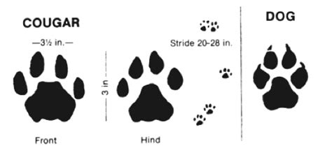 Signs of Wolves - Western Wildlife Outreach