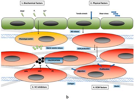 Ijms Free Full Text The Role Of Vascular Smooth Muscle Cells In