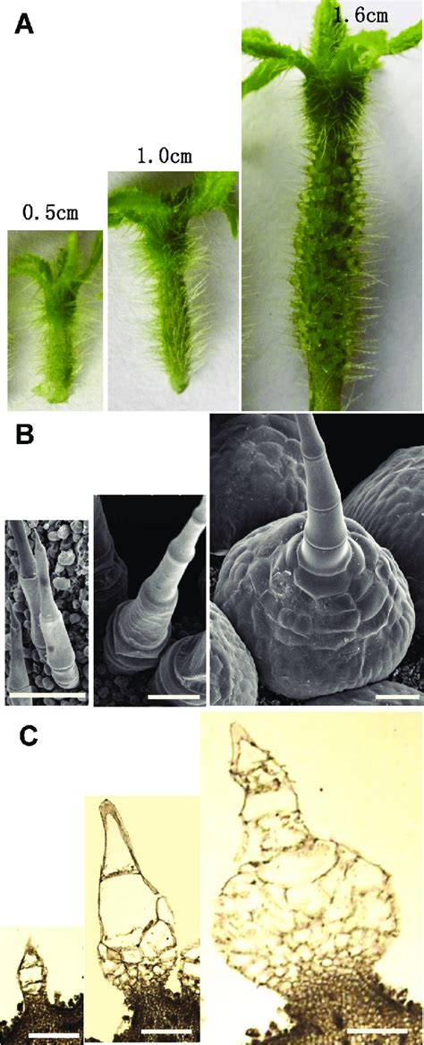 Key Developmental Stages Of Spine Base Expansion In Cucumber Fruits