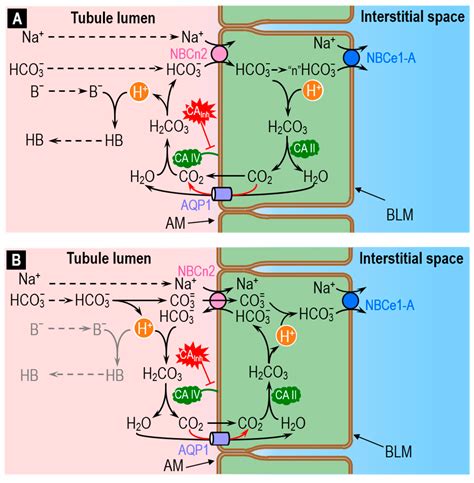 Ijms Free Full Text Role Of Carbonic Anhydrases And Inhibitors In