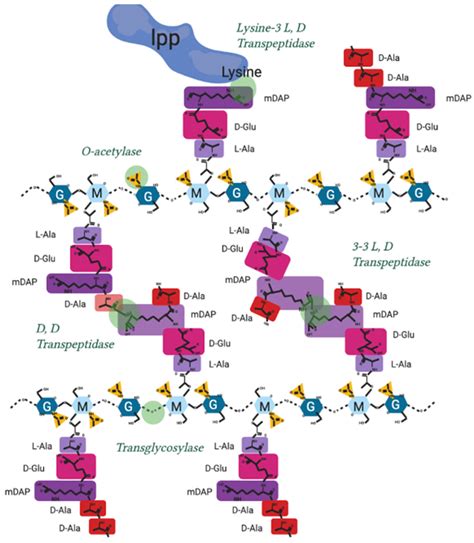 Peptidoglycan Structure And Architecture