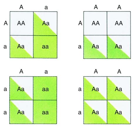 punnett square diagram  biology classroom biology educational