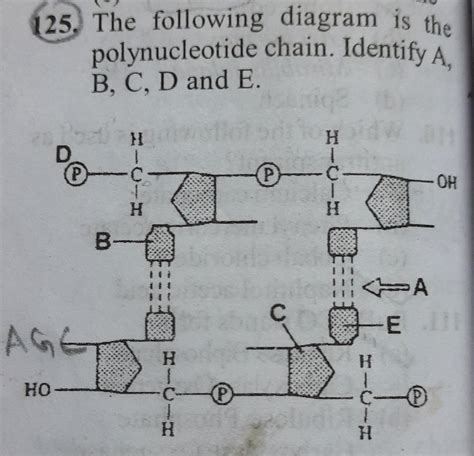 Polynucleotide Structure