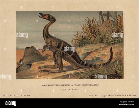 Compsognathus Longipes Zierschnabel Wagner Un Bípedo Carnívoro De Dinosaurios Terópodos Del