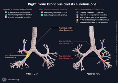 Bronchi Encyclopedia Anatomyapp Learn Anatomy 3d Models