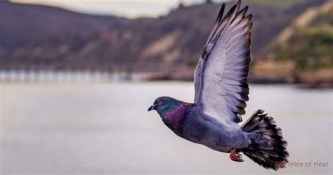 6 Facts About Pigeon Meat Benefits for Your Health