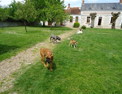 Pension Chien Familiale Garde De Chiens