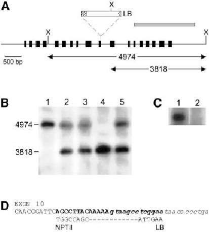 A Genomic Organisation Of The Atku Locus With The Insertion Point