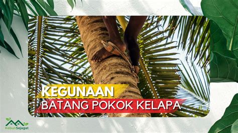 Wajib Tahu 8 Kegunaan Batang Pokok Kelapa Bagi Kehidupan Sehari Hari