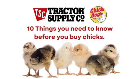 When Are Chick Days At Tractor Supply 2024 Sandi Cordelie