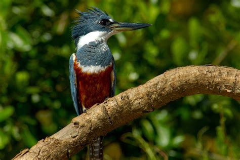 Pacotes De Viagem Mato Do Grosso Do Sul Pantanal Em Família