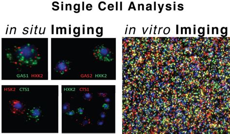 Single-cell analysis | Slavov Lab Blog