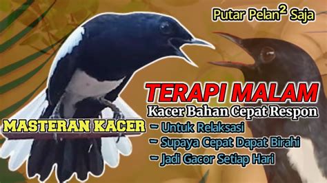 Kacer Gacor Paling Ampuh Buat Pancingan Kacer Agar Cepat Birahi Dan