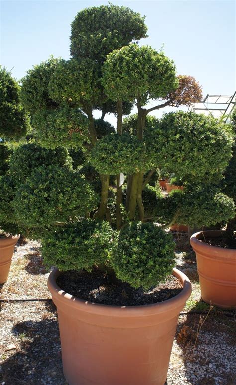 Ilex Crenata Pom Pom Architectural Plants Plants Bonsai Tree