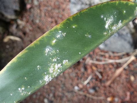 Cómo Eliminar la Cochinilla Algodonosa de tu Jardín y Mantener la Plaga