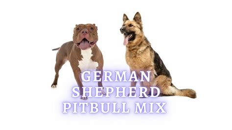 German Shepherd Pitbull Mix: Breed Information, Traits & Facts