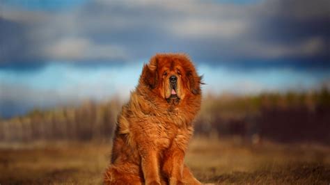 Esta Es La Raza De Perro M S Fuerte Del Mundo