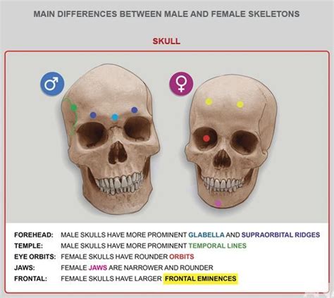 Skull Anatomy Anterior And Lateral Views Of The Skull