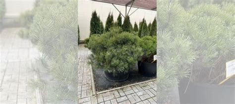 Сосна пумило. Крупномеры купить в Калининграде | Товары для дома и дачи ...