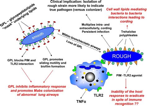 Frontiers Mycobacterium Abscessus Shapeshifter Of The Mycobacterial