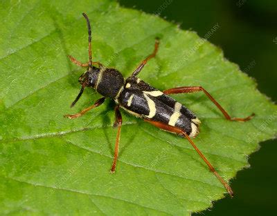 Wasp beetle - Stock Image - C030/3395 - Science Photo Library