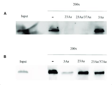 Binding Of Biotinylated Cry23Aa A And Cry3Aa B Proteins To C