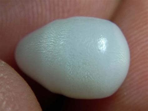 437carat Natural Tridacna White Clam Pearl Grade A Etsy