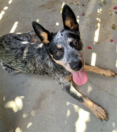 Australian Cattle Dog Blue Heeler Rescue Dogs for Adoption near Marina ...