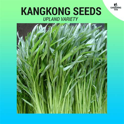 Kangkong (Upland) seeds ~100 pcs - Gardening Tita