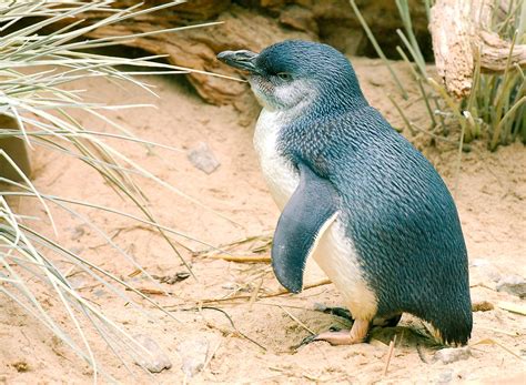 Little Penguin | Starmind Conservation