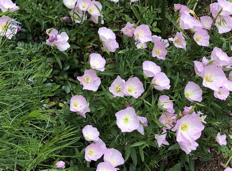 Oenothera Speciosa Mexican Evening Primrose Pink Buttercups Pink