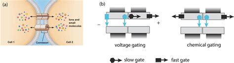 Electrical Coupling Via Gap Junctions A Schematic Diagram Of Gap