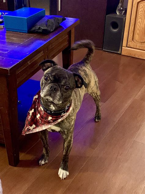 Goodbye Good Boy 😔 : r/pugs