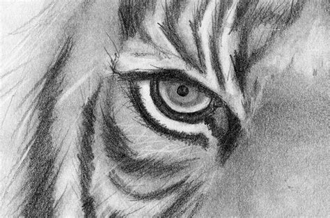 Pencil Drawing Print Tiger Eyes - Etsy