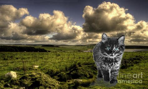 Beast Of Bodmin Moor Photograph By Rob Hawkins