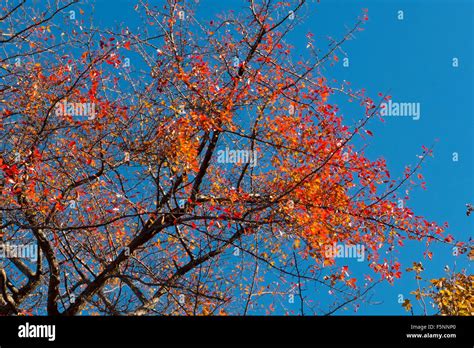 Tree with autumn foliage Stock Photo - Alamy