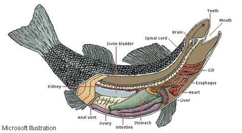 Fish Anatomy