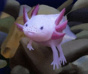 Axolotl Gif - IceGif