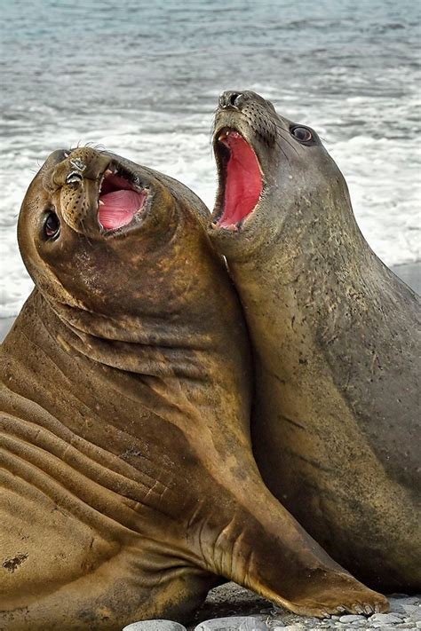 Elephant Seal Fight