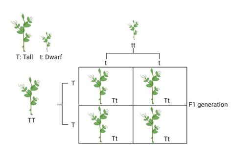 Mendel's Law Of Dominance- Definition, Examples,, 53% OFF